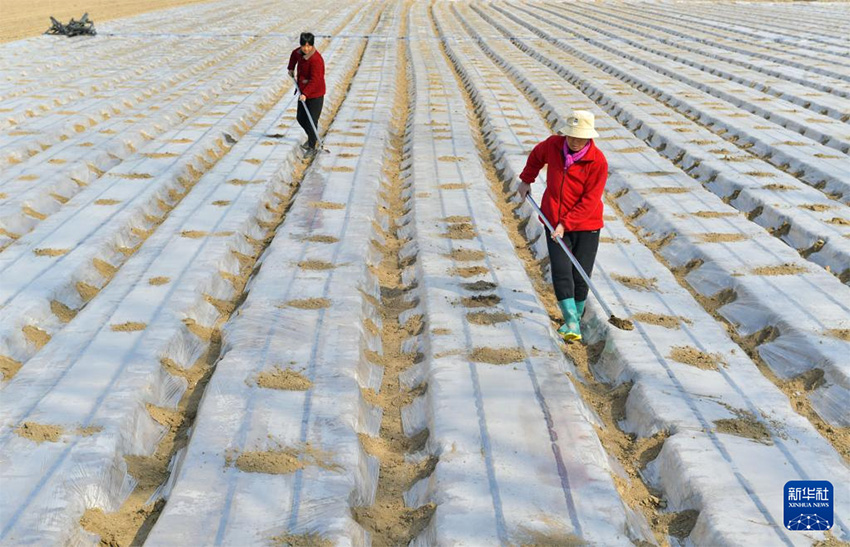 К?ктем кел?п атыз басы ?ауырт ж?мыс?а к?шт?