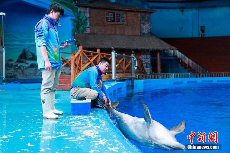 Те??з де?гей?нен е? би?к жердег? те??з жануарлары ?денсаулы? тексеру?нен? ?тт?