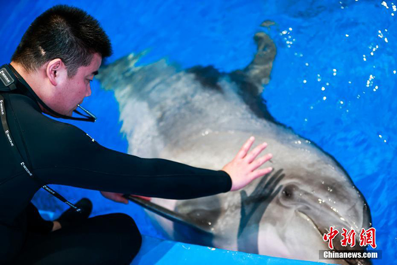 Те??з де?гей?нен е? би?к жердег? те??з жануарлары ?денсаулы? тексеру?нен? ?тт?