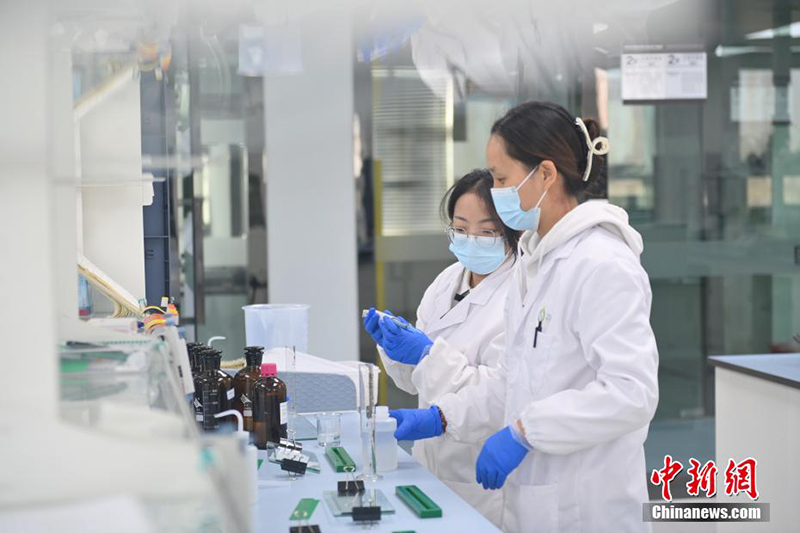 Цзюцюань: Молекулалы? т??ым жет?лд?ру технологиясы ар?ылы т??ым ?нд?р?л?п жатыр