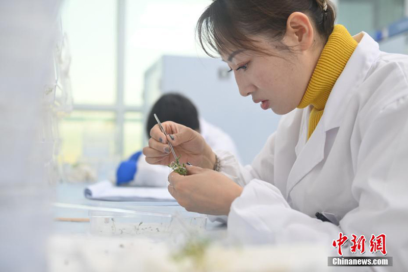 Цзюцюань: Молекулалы? т??ым жет?лд?ру технологиясы ар?ылы т??ым ?нд?р?л?п жатыр