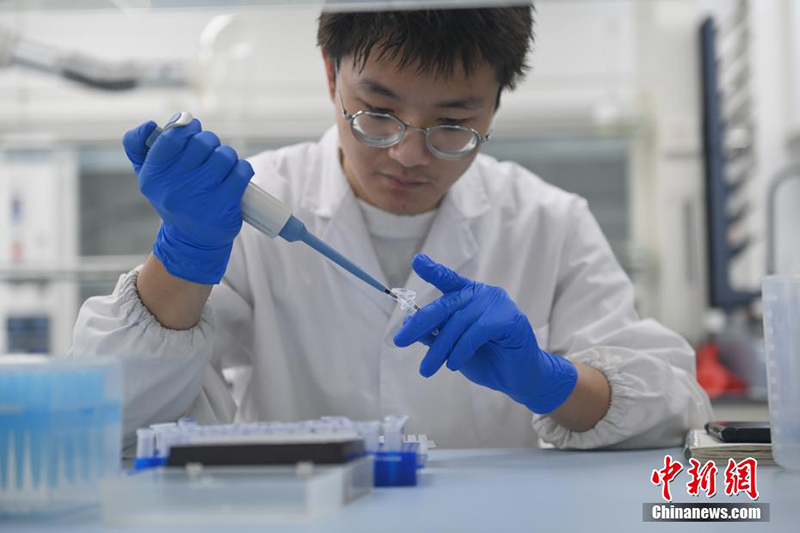 Цзюцюань: Молекулалы? т??ым жет?лд?ру технологиясы ар?ылы т??ым ?нд?р?л?п жатыр