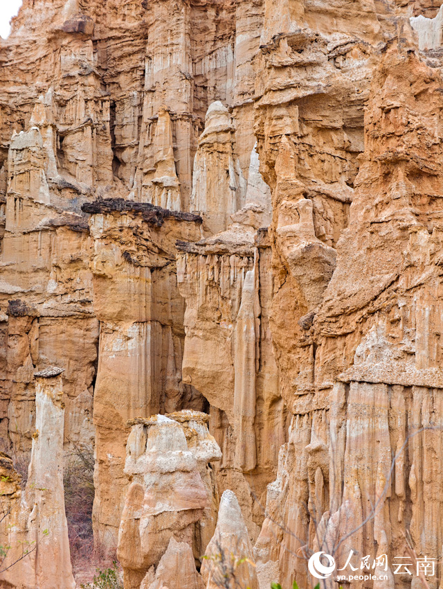 Юаньмоу, Юньнань: к?р?кт? топыра? орманы