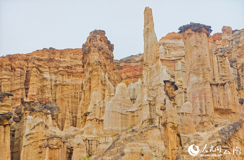 Юаньмоу, Юньнань: к?р?кт? топыра? орманы