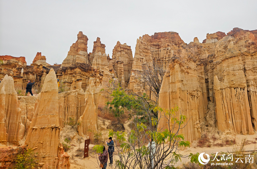 Юаньмоу, Юньнань: к?р?кт? топыра? орманы