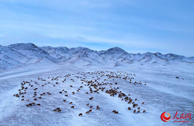 Шы?жа?ны? Алтайында?ы малшылар к?ктеул?кке к?шт?