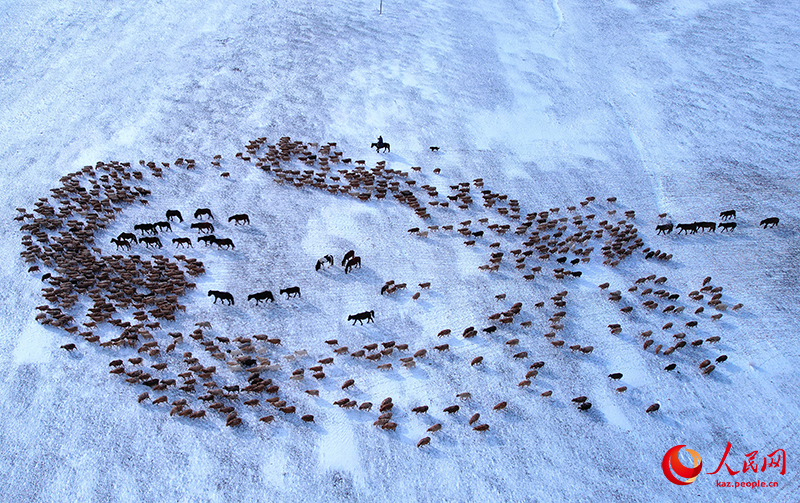 Шы?жа?ны? Алтайында?ы малшылар к?ктеул?кке к?шт?