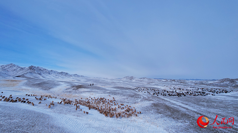 Шы?жа?ны? Алтайында?ы малшылар к?ктеул?кке к?шт?