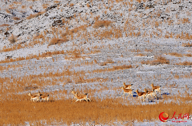 Шы?жа?ны? Алтай айма?ы Сауыр тауында жабайы а?дар жайылып ж?р