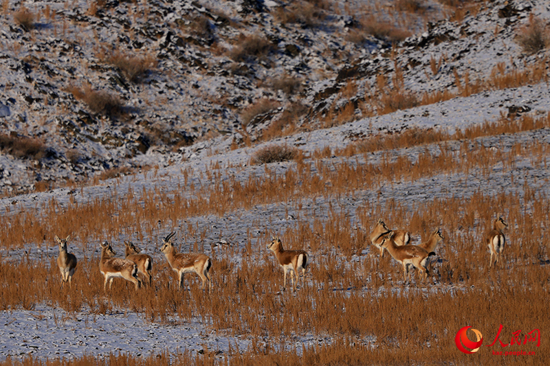 Шы?жа?ны? Алтай айма?ы Сауыр тауында жабайы а?дар жайылып ж?р