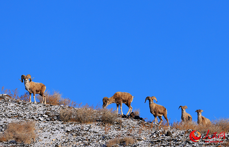 Шы?жа?ны? Алтай айма?ы Сауыр тауында жабайы а?дар жайылып ж?р