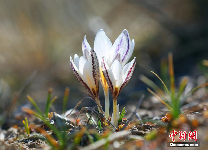 Шы?жа? ?леде б?йшешектер ашылды