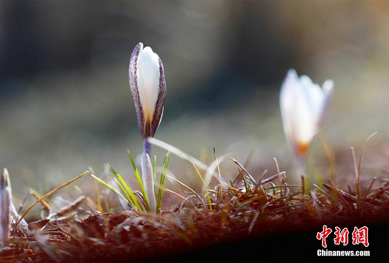 Шы?жа? ?леде б?йшешектер ашылды