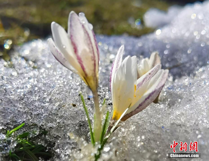 Шы?жа? ?леде б?йшешектер ашылды