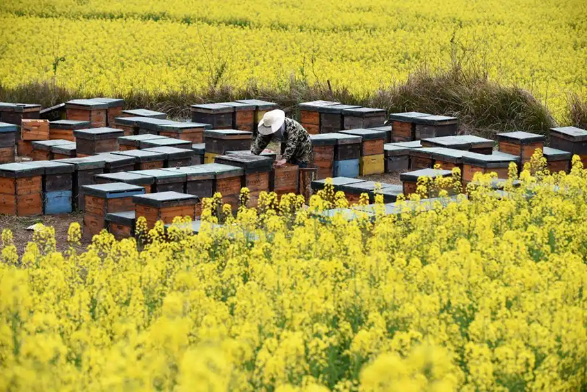 Гуйчжоуда?ы Дун этникалы? ауылын жандандыруды? жа?а к?р?н?с?