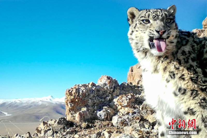 Сицзанны? Нагчу ?аласында барлы?ы 126 барыс аны?талды