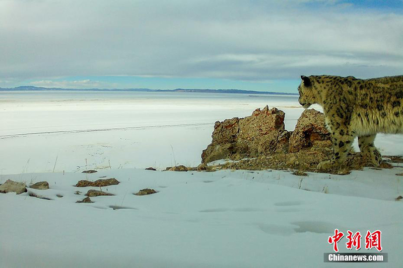 Сицзанны? Нагчу ?аласында барлы?ы 126 барыс аны?талды