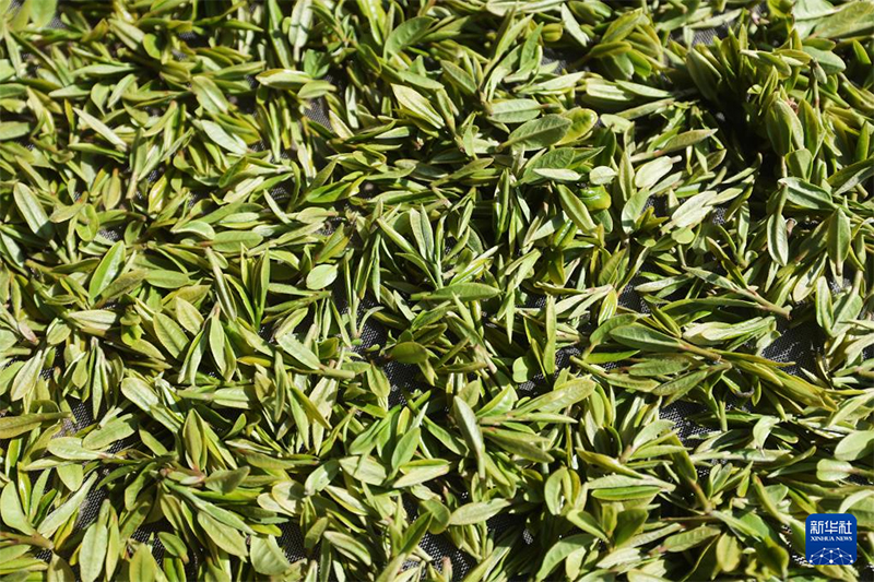 Сиху к?л?ндег? Лунцзин шайын теру маусымы басталды