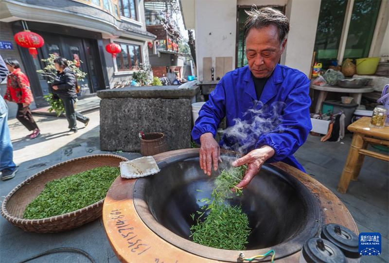 Сиху к?л?ндег? Лунцзин шайын теру маусымы басталды