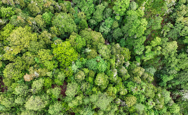 Юньнаньда?ы Тяньчи - Юньнань сабала? маймылдарыны? е? о?т?ст?к мекен?