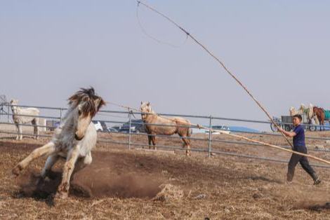 ?шк? Мо???лды? Залут ???р?нде тайлар?а там?а басты
