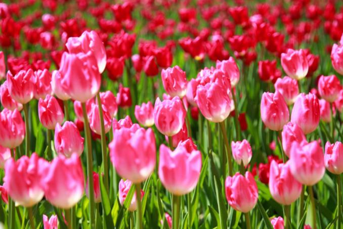 Хэнаньда миллионда?ан ?ыз?алда? г?лдед?