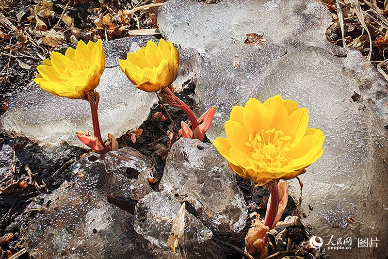 К?ктемде г?лдер жайнады