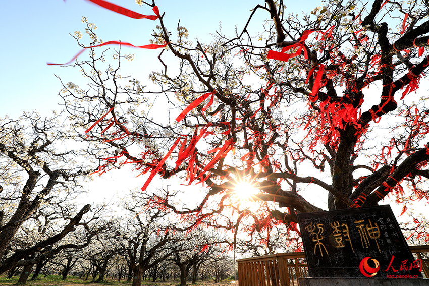 Даншань, Аньхой: Миллион алм?рт а?ашы г?лдер?