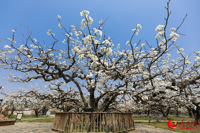 Даншань, Аньхой: Миллион алм?рт а?ашы г?лдер?
