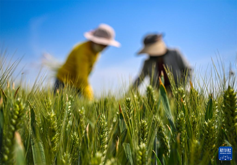 Жаз басы амалында?фермерлер ег?с?ж?мыстарымен??арбалас