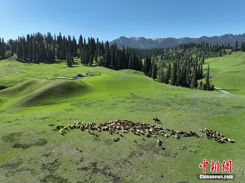 Шы?жа?да?ы Нарат жайлауында туристер к?бейд?