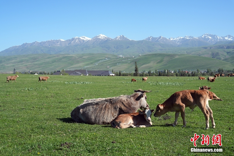 Шы?жа?да?ы Нарат жайлауында туристер к?бейд?