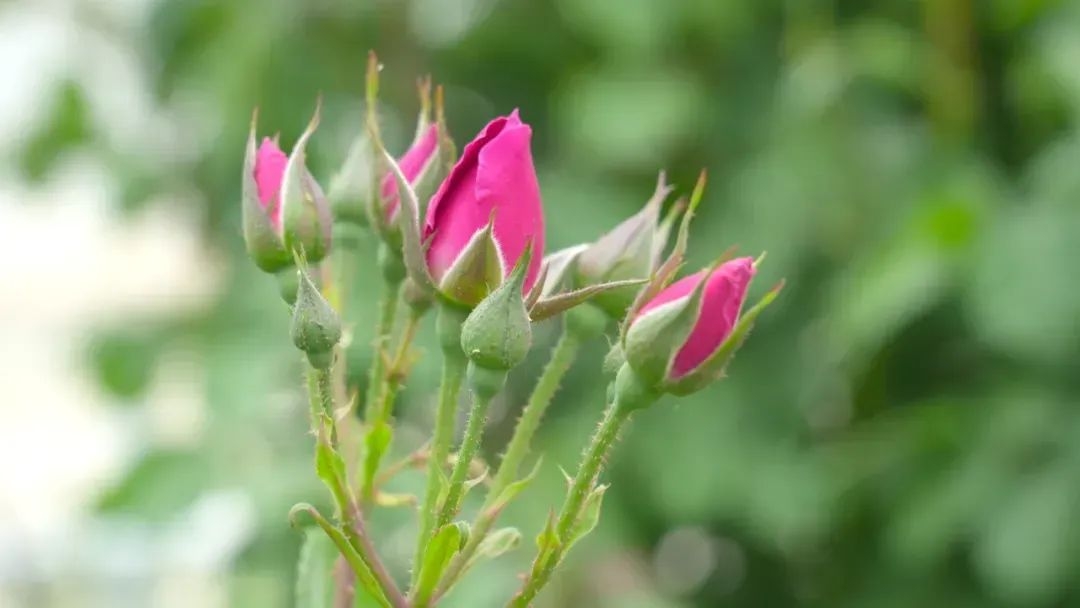 Такламакан ш?л?н?? раушандары г?лдед?