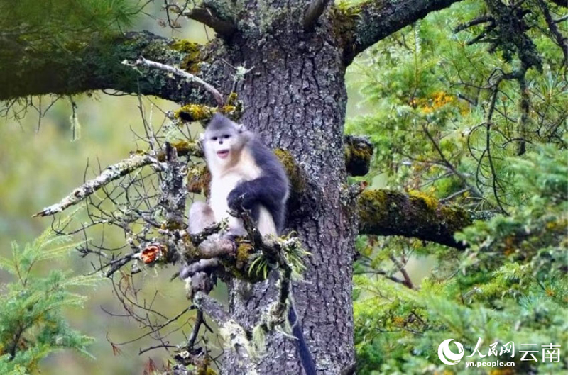 Жыныс орман Юньнань сабала? маймылдарыны? жайлы мекен? болды