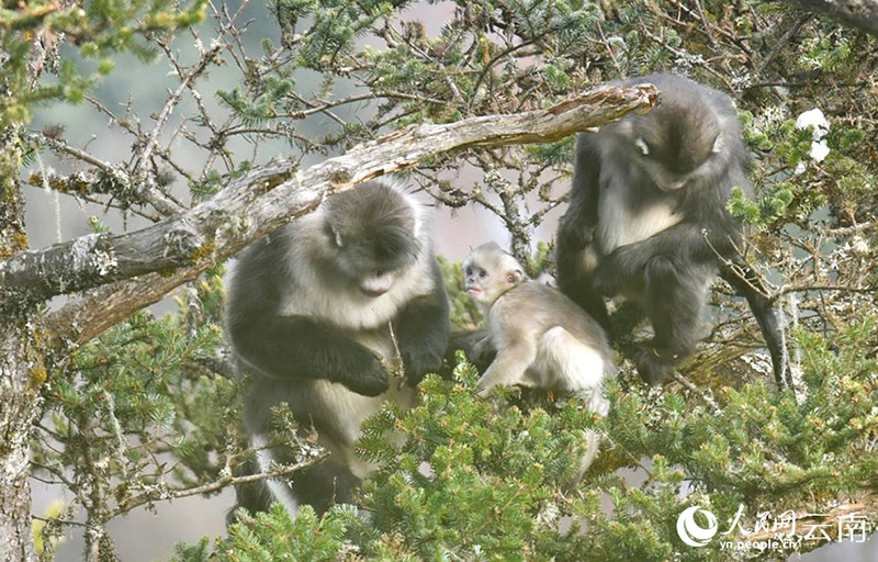 Жыныс орман Юньнань сабала? маймылдарыны? жайлы мекен? болды