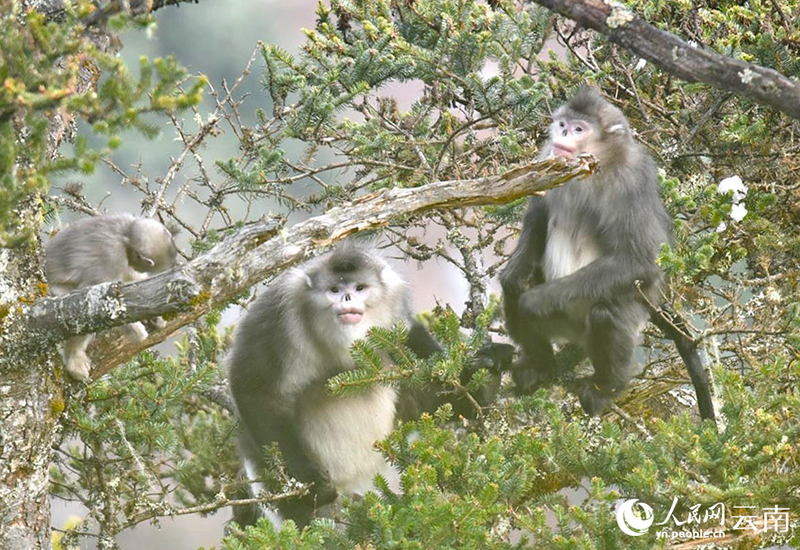 Жыныс орман Юньнань сабала? маймылдарыны? жайлы мекен? болды