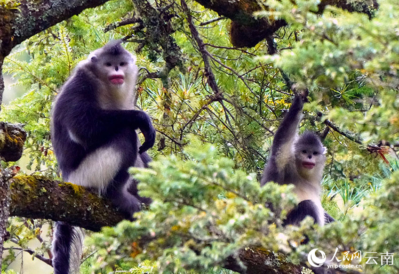 Жыныс орман Юньнань сабала? маймылдарыны? жайлы мекен? болды