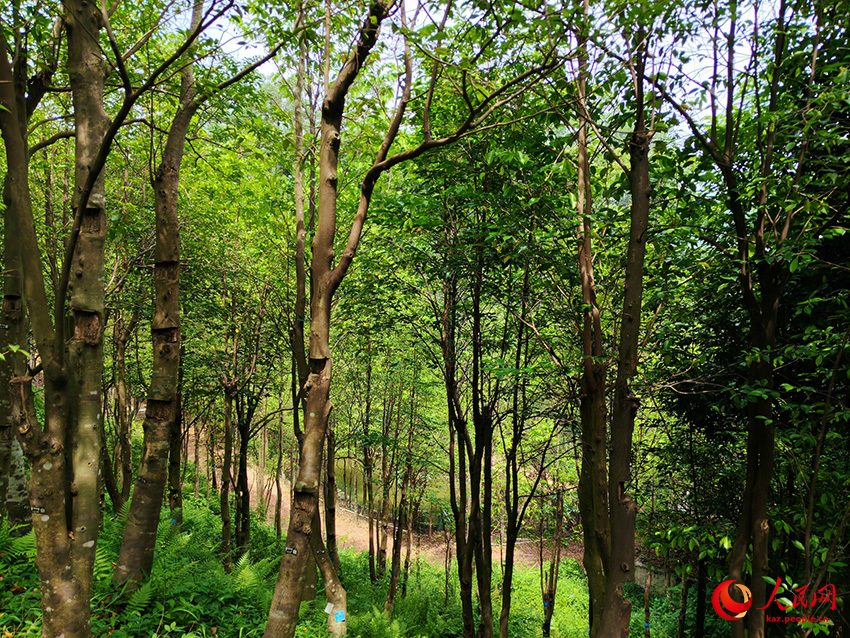 А?аш жары?ыны? ж?пар и?с?: Лингнан м?дени м?расыны? да?дыларын зерттеу