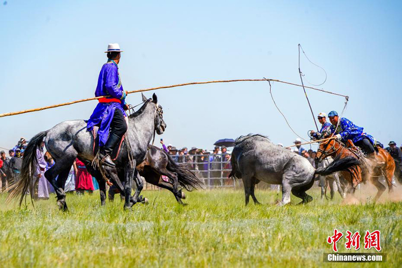 Силиньгол жайлауында жыл?ы жуастыру шарасы ?тт?