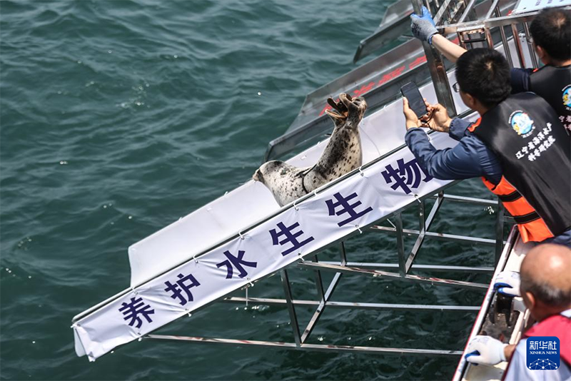 ??т?арыл?ан шыбар итбалы?тар те??зге ?айта ж?бер?лд?