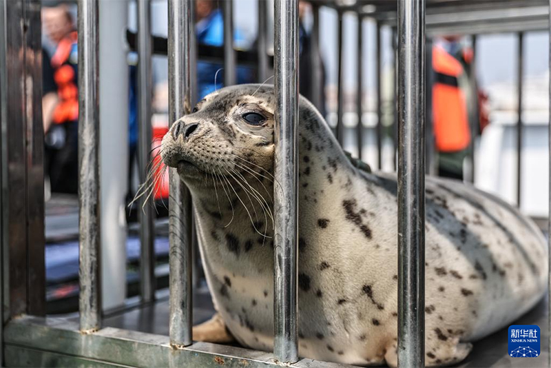 ??т?арыл?ан шыбар итбалы?тар те??зге ?айта ж?бер?лд?