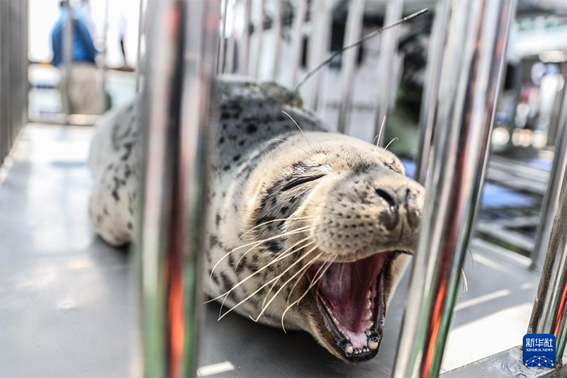 ??т?арыл?ан шыбар итбалы?тар те??зге ?айта ж?бер?лд?