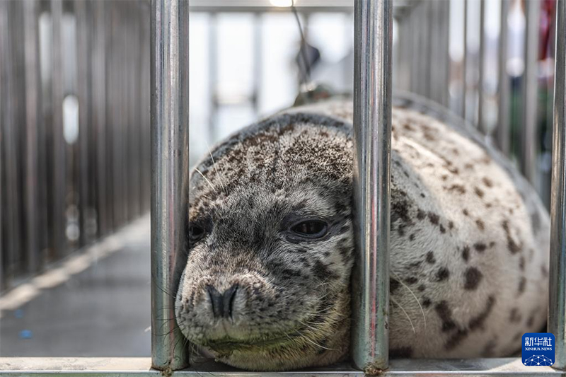 ??т?арыл?ан шыбар итбалы?тар те??зге ?айта ж?бер?лд?