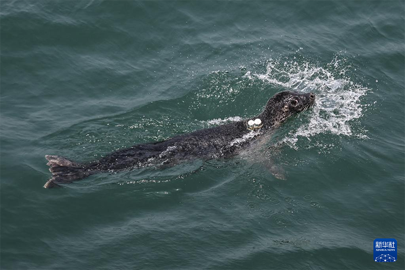 ??т?арыл?ан шыбар итбалы?тар те??зге ?айта ж?бер?лд?