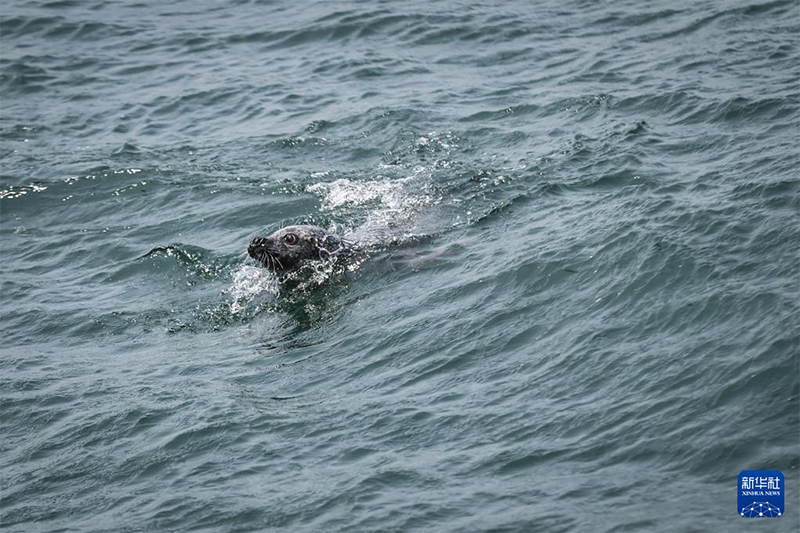 ??т?арыл?ан шыбар итбалы?тар те??зге ?айта ж?бер?лд?