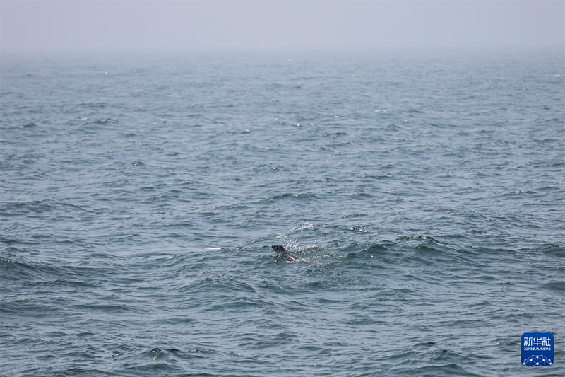 ??т?арыл?ан шыбар итбалы?тар те??зге ?айта ж?бер?лд?