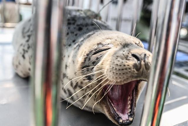 ??т?арыл?ан шыбар итбалы?тар те??зге ?айта ж?бер?лд?