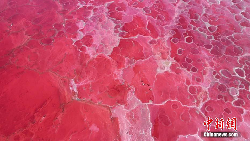 Бадайн жаран ш?л?ндег? ??лпынай т?ст? к?л