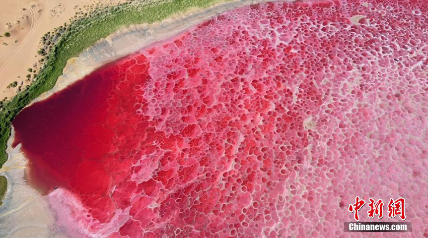 Бадайн жаран ш?л?ндег? ??лпынай т?ст? к?л