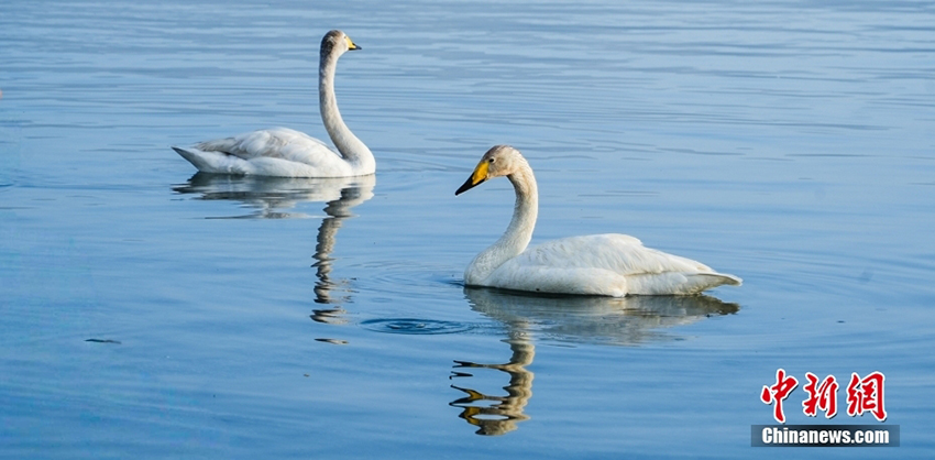 Б?ратала, Шы?жа?: Мен оны к?рд?м, сонда болдым! Жел?де б?к?л елге танымал бол?ан Сайрам к?л?